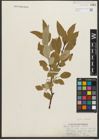 Foto von Salix pyrifolia Andersson
